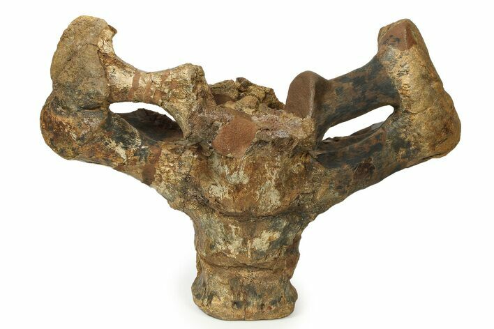 Fossil Ceratopsid (Triceratops?) Sacrum - Montana #292607